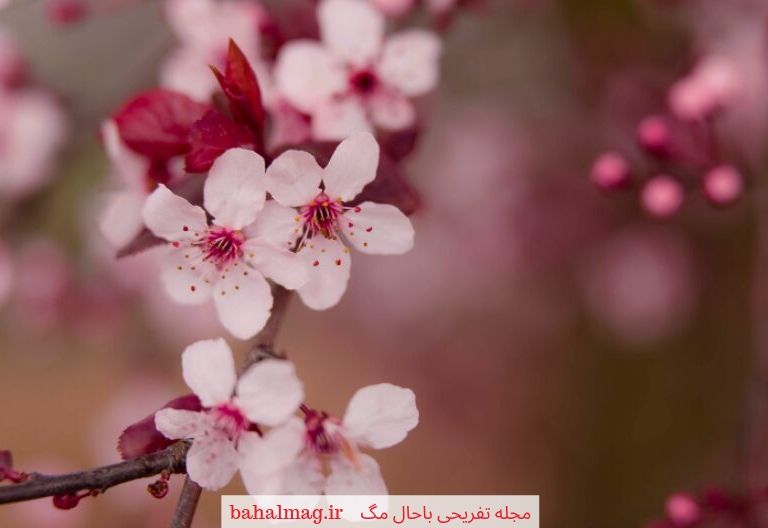 عکس های زیبا از گل ها در طبیعت ️ باحال مگ