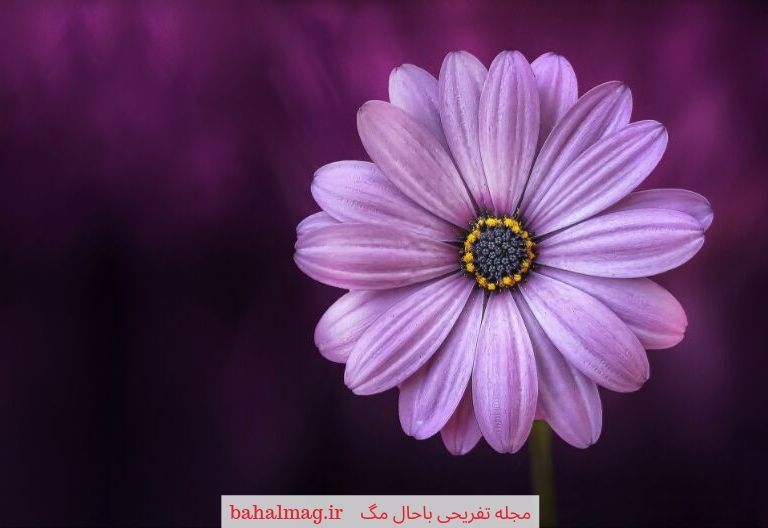 عکس های زیبا از گل ها در طبیعت ️ باحال مگ