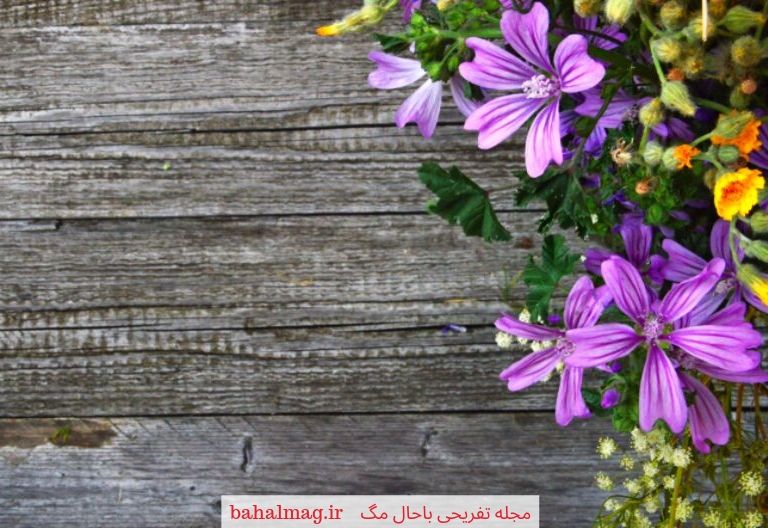 گل های بنفش زیبا