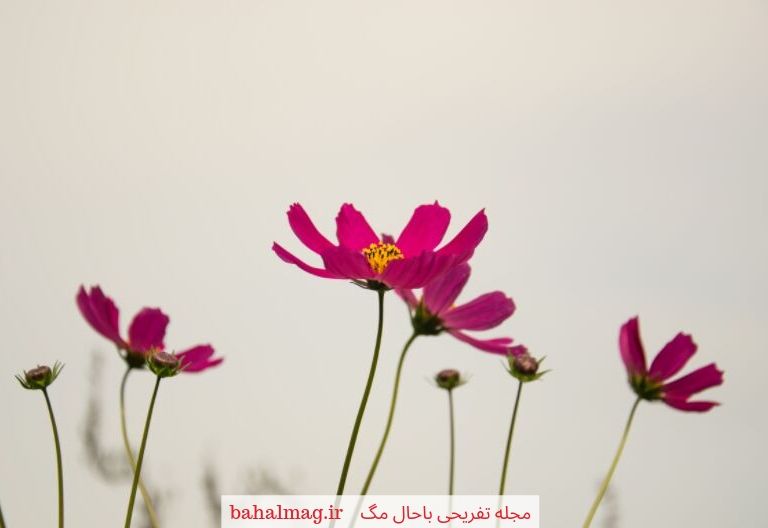گل سرخ 2019