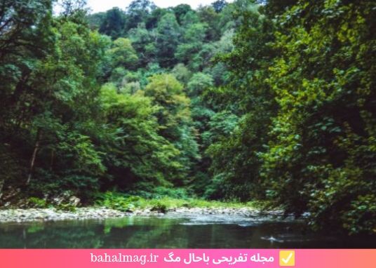 عکس زیبا جنگل