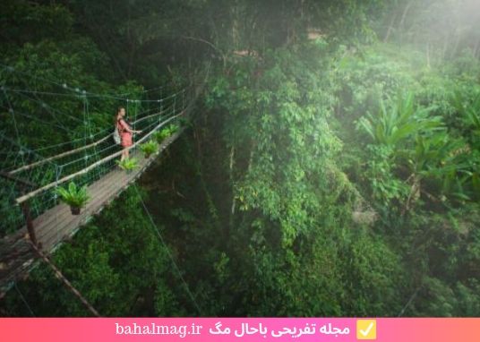 پل جالب در چنگل