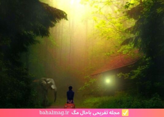 عکس مه در جنگل زیبای سبز