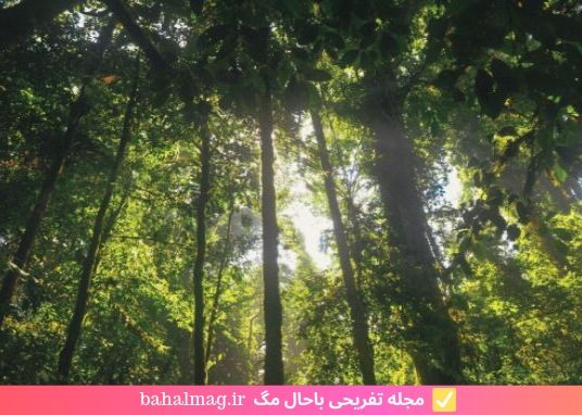 زیر نور آفتاب در جنگل