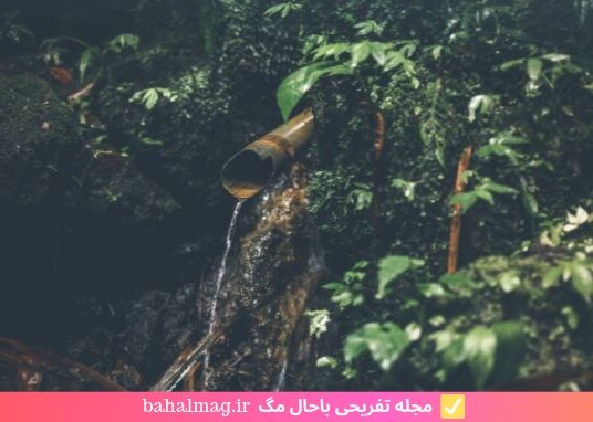 تصویر زیبا از جنگل