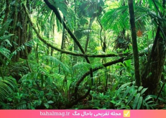 درختان زیبا در جنگل