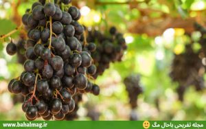 انگور سیاه باغ