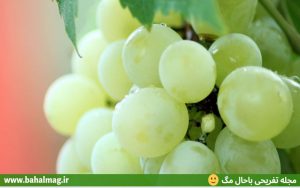 انگور عسگری درشت