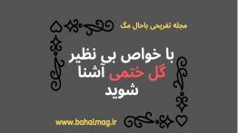 با-خواص-بی-نظیر-گل-ختمی-آشنا-شوید