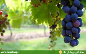 باغات انگور