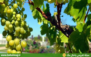 بهترین میوه های تابستانی