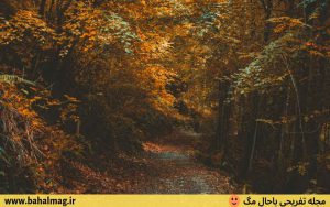 تصاویر جنگل پاییزی