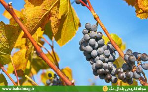 خوشه ی انگور زیبا