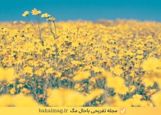 زرد رنگ جالب زیبا