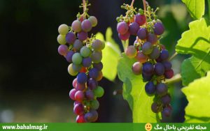 عکس انگور تازه