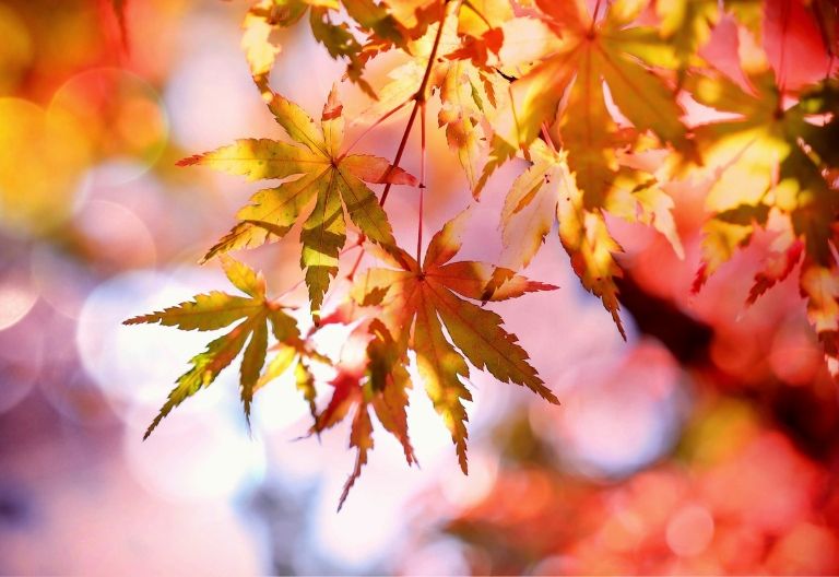 عکس زیبای پاییز