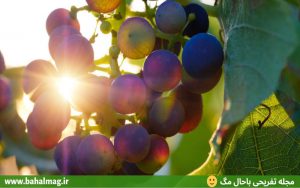عکس های زیبای انگور