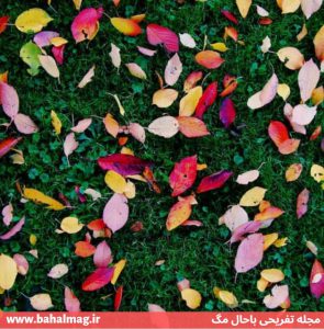 عکس پروفایل برگ های رنگارنگ