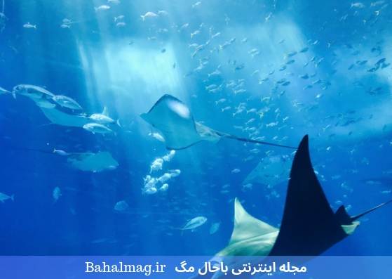 ماهی خیره کننده در آکواریوم