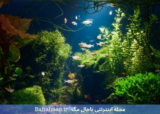 محیط زیبای آکواریوم