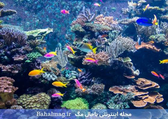 محیط زیبای زیر آب در آکواریوم