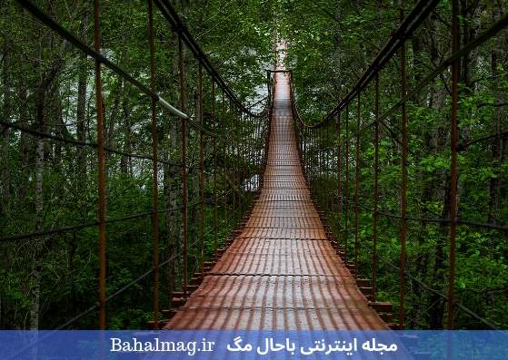 پل در جنگل