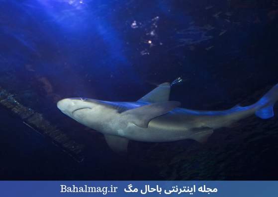 کوسه در آکواریوم