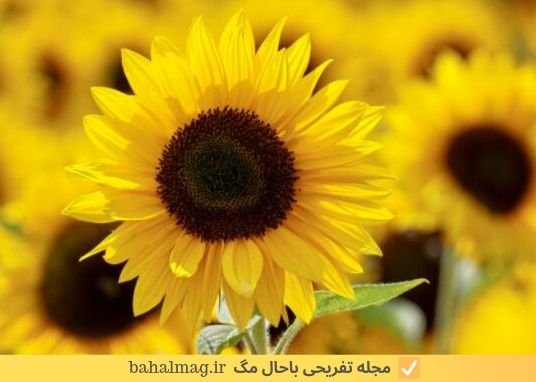 گل افتابگردان زرد