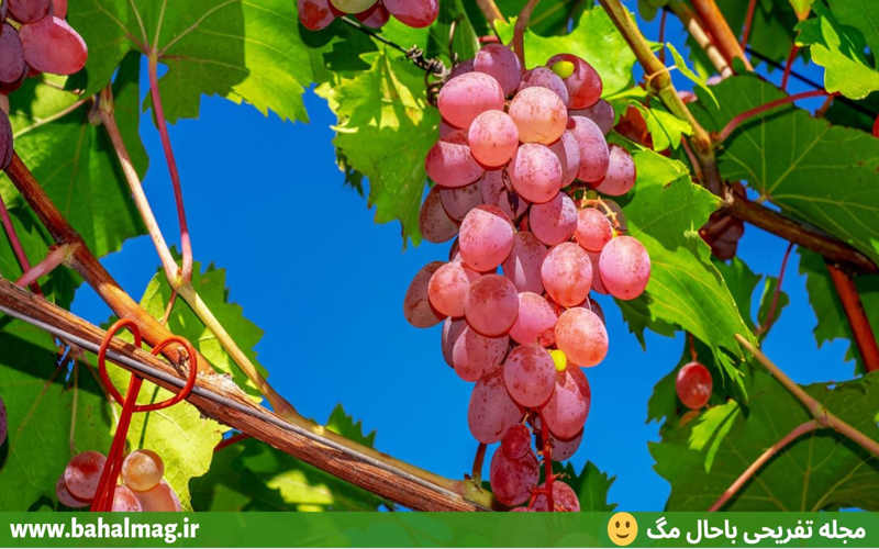 گلچین تصاویر میوه های تابستانی انگور 2