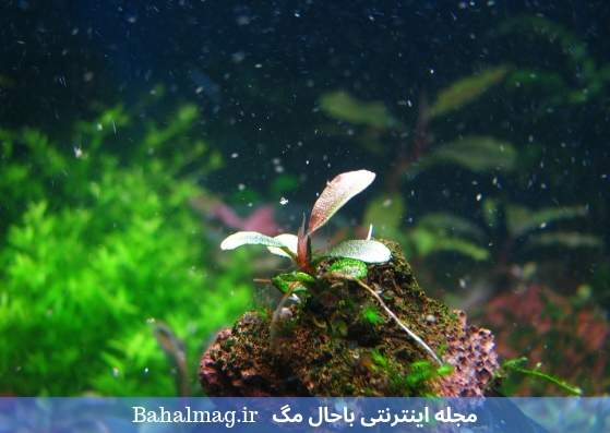 گیاه جالب در آکواریوم