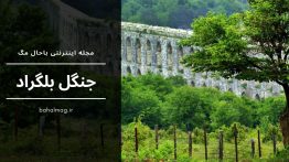 جنگل بلگراد
