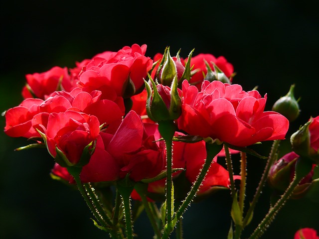 دسته گل قرمز