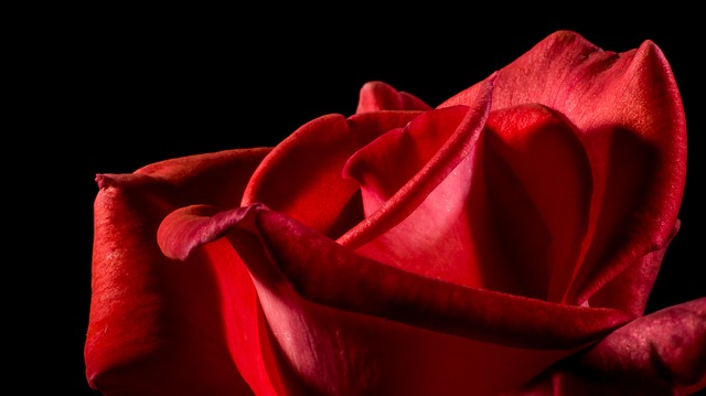 عکس جذاب گل قرمز