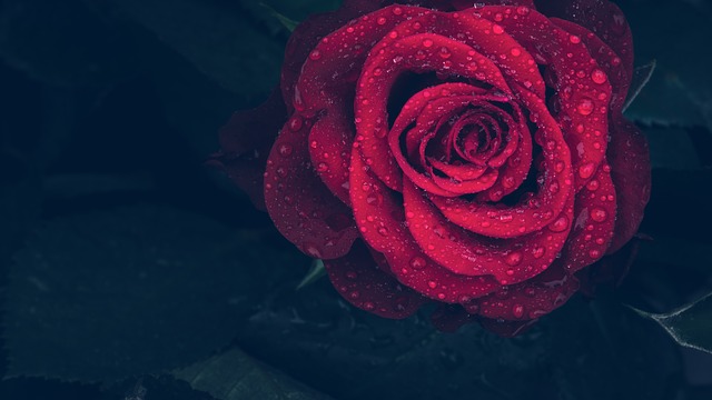 گل قرمز خاطره انگیز
