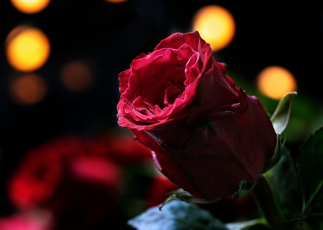 گل قرمز زیبایی