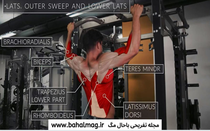 کدام عضلات با انجام حرکات کمر پشت درگیر می شوند