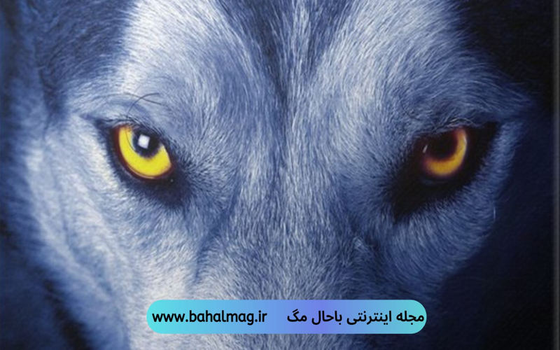 عکس پروفایل گرگ