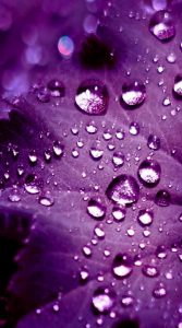 والپیپر دخترونه بنفش زیبا