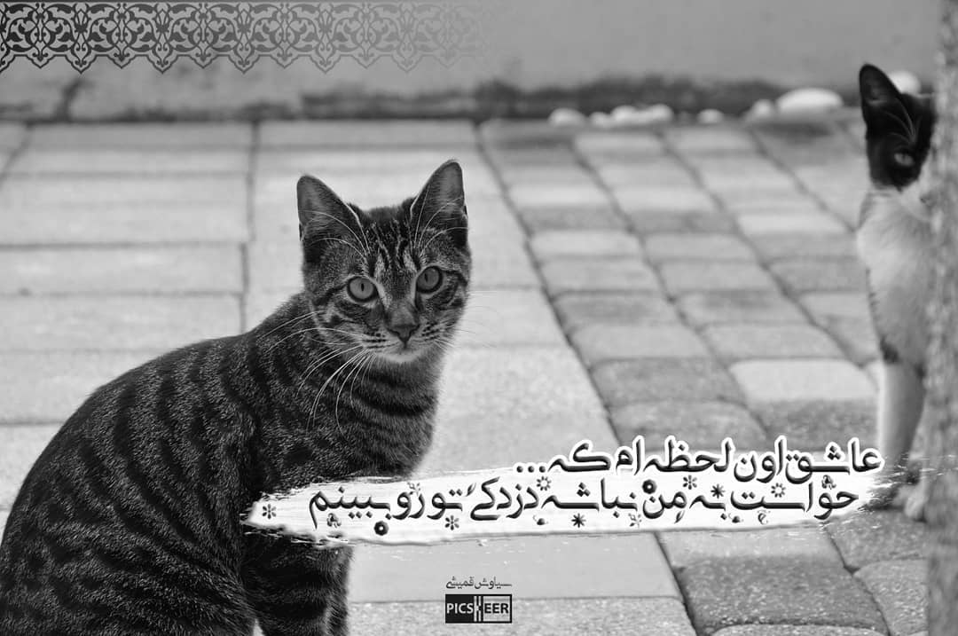 عکس نوشته عاشق اون لحظه ام که حواست به من نباشه دزدکی تو رو ببینم