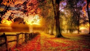 عکس پروفایل خزان غمگین