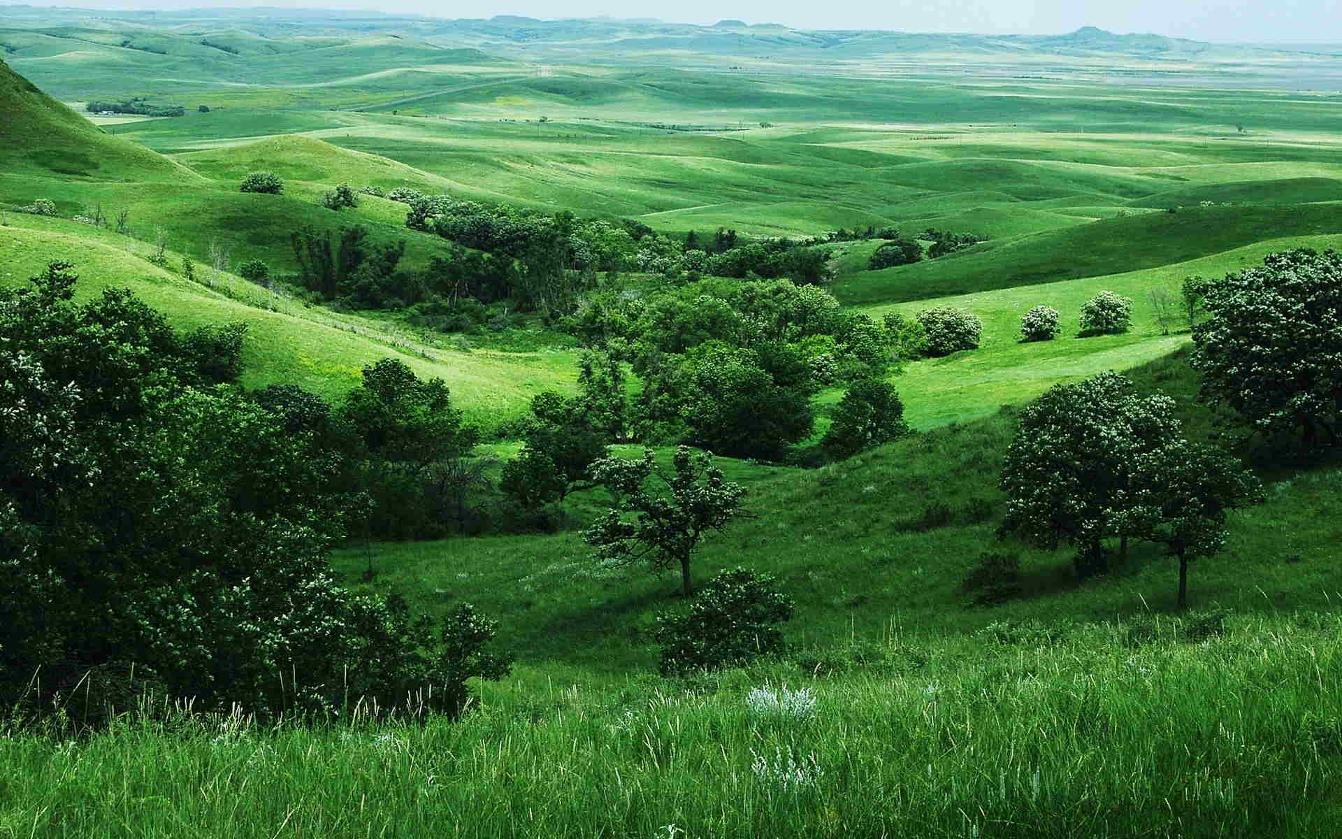 طبیعت زیبای سبز رنگ آرامش بخش با درختان