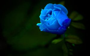 عکس گل رز آبی برای والپیپر گوشی