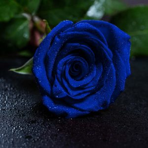 عکس گل رز آبی بی نظیر