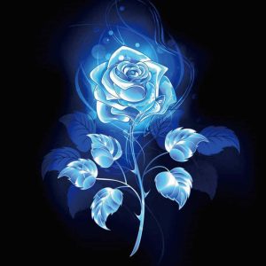 عکس گل رز آبی هنری