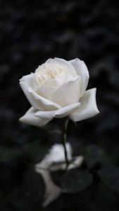 عکس گل رز سفید