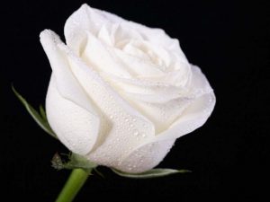 عکس گل رز سفید برای پروفایل
