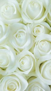 عکس گل رز سفید برای گوشی