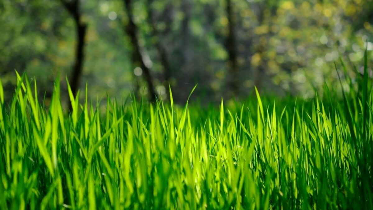 پروفایل درخت و چمن سبز رنگ