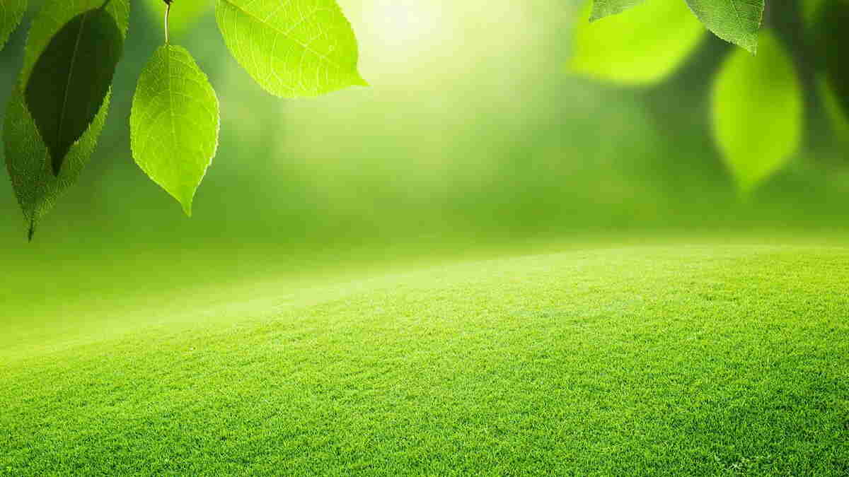 پروفایل دیدنی چمن و برگ های دیدنی سبز