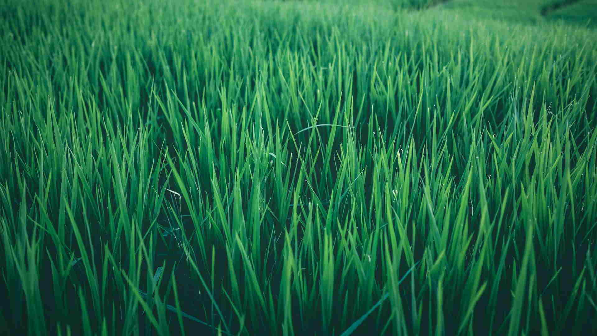 چمن های دیدنی و زیبای سبز آرامش بخش